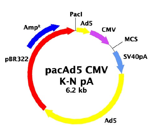 pacAd5 CMVK-NpA载体图谱